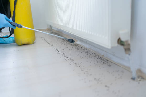 Best Pest Prevention Services  in Grafton, WV